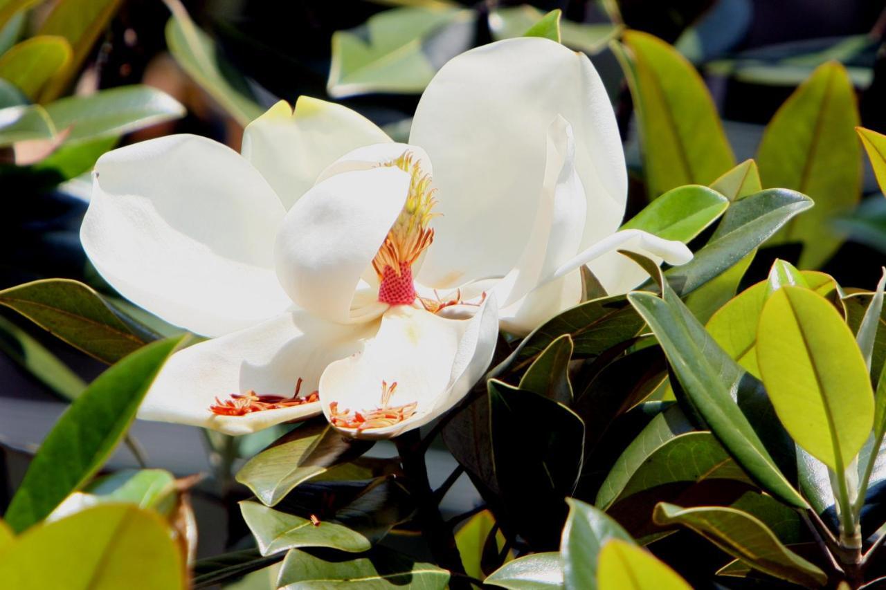 Pousada Villa Magnolia São João del Rei Buitenkant foto
